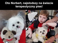 NAJSŁODSZY na świecie TERAPEUTYCZNY PIES. Pomaga potrzebującym!