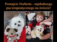 Poznajcie Norberta - najsłodszego psa terapeutycznego na świecie!