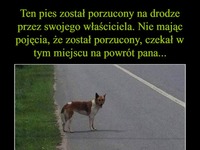 Ten pies został porzucony przez swojego właściciela i cierpliwie czekał na powrót pana...