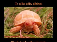 Wygląda przerażająco, ale ma coś w sobie!