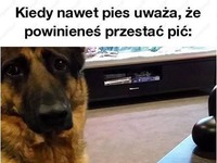 Nawet pies zrozumiał