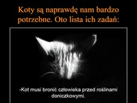 Koty są nam bardzo potrzebne! Oto lista ich zadań...