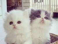 Słodkie kociaki