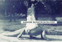 Aligator a co ;D