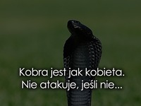 Kobra jak kobieta