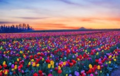 Kolorowe pole tulipanów