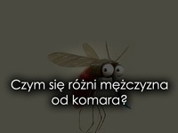 Czym się różni mężczyzna od komara