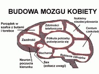 Mózg Kobiety - Mózg Mężczyzny