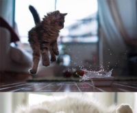 Śmieszne koty <3 Słodkie!