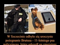 W Szczecinie odbyło się uroczyste pożegnanie Brutusa - 11-letniego psa policyjnego, który odszedł na emeryturę