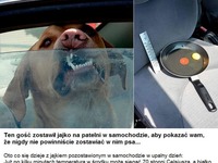 Ten gość zostawił jajko na patelni w samochodzie, aby pokazać Wam, że nigdy nie powinniście zostawiać w nim psa