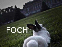 Foch