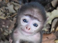Słodka małpka