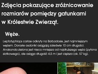 ZRÓŻNICOWANIE rozmiarów między gatunkami ZWIERZĄT...MASAKRA!