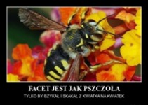 Facet jest jak pszczoła ;D