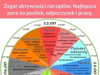 Zegar aktywności narządów. Najlepsza pora na posiłek, odpoczynek i pracę.