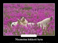 Nieznośna lekkość bytu