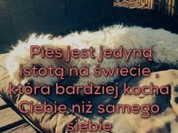 Pies jest jedyną istotą na świecie...