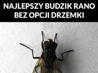 Najlepszy budzik