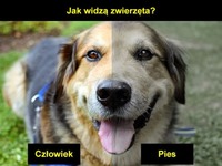 Jak widzą ZWIERZĘTA... ŚWIETNE!