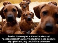 Pokój szczeniąt ;)