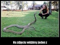 Na zdjęciu widzimy bardzo groźny gatunek ;D