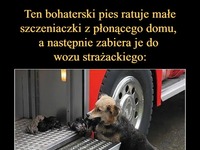 Pies bohater. Uratował małe szczeniaczki z płonącego domu