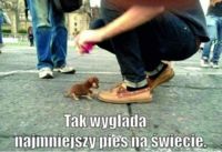 Najmniejszy pies na świecie