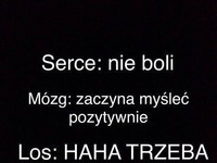 Serce, mózg,los