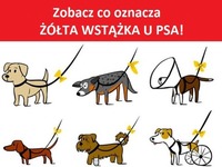 Zobacz co oznacza żółta wstążka u psa!