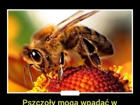 Pszczoły mogą wpadać w depresję... NIESAMOWITE!
