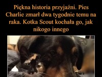 Piękna historia przyjaźni kota i psa, który miał raka...