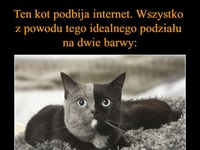 Ten kot podbija internet. Wszystko z powodu tego idealnego podziału na dwie barwy!