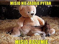 Misio rozumie