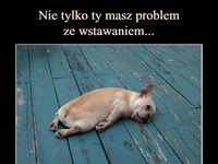 Nie tylko Ty masz problem ze wstawaniem... Słodkie pieski!