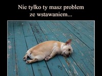 Nie tylko Ty masz problem ze wstawaniem... Słodkie pieski!