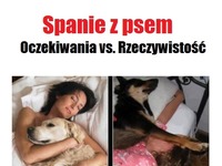 Spanie z psem