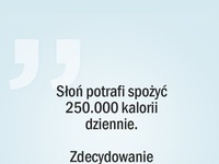 Złe ciało