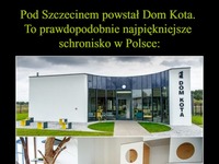 Pod Szczecinem powstał Dom kota - najpiękniejsze schronisko w Polsce!