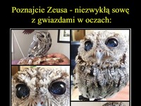 Niezwykła sowa z gwiazdami w oczach. Piękne!