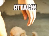 Attack!