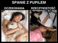 Spanie z pupilem