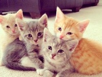 Malutkie słodkie kotełki ;)