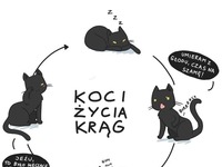 Koci krąg życia