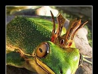 Różnica między facetem a żabą