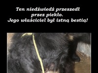 Ten niedźwiedź przeszedł przez piekło. Jego właściciel był istną bestią!