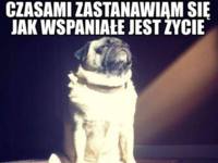 Wspaniałe życie