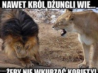 Nawet król dżungli wie...