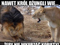 Nawet król dżungli wie!