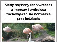 Kiedy rano wracasz z imprezy